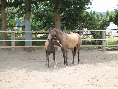 今日の体験乗馬