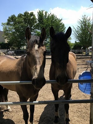 馬との信頼関係