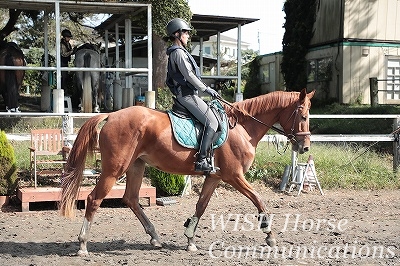 優しい馬と乗馬