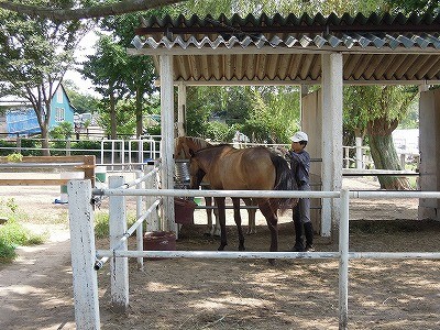 仲が良くて楽しそうな手入れ