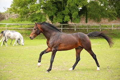 成長できる馬術