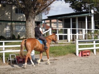 秋の乗馬クラブで体験乗馬