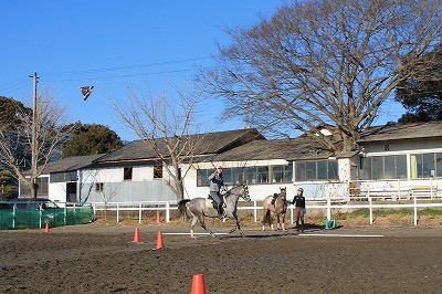 馬と凧揚げ