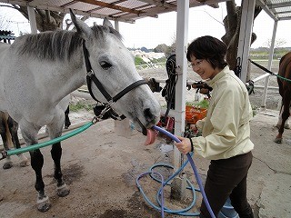 馬はホースからも水を飲むんだよ