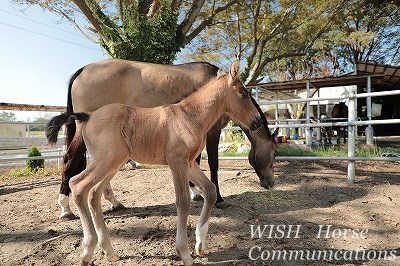 秋生まれの仔馬