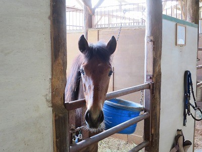 新馬調教　馬と会話する！
