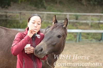乗馬