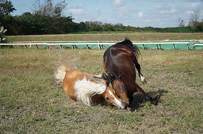 だから馬達の絆を大切にしなければ