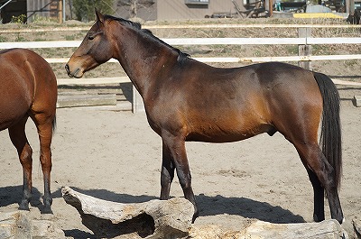 丸いお尻は楽しい乗馬の原動力