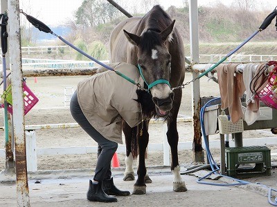 気持ちいい馬の手入れ