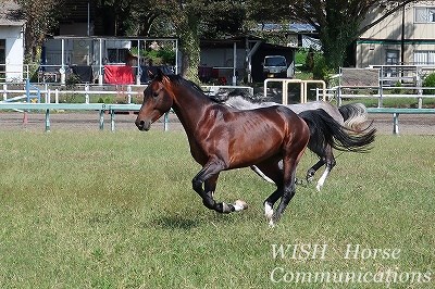健康でよく調教された馬をパートナーに！