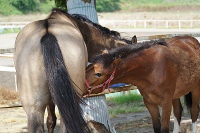 新馬調教　子馬の名残