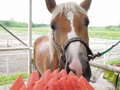 乗馬とスイカは相性ばっちり