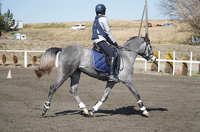 馬は愛情とこまやかさ