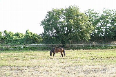 幸せな馬こそが幸せな乗馬をくれる