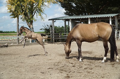 馬を大切にする乗馬クラブ