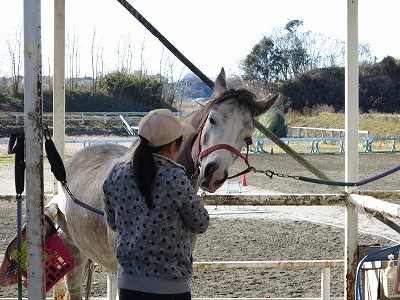 馬との幸せな関係