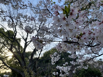 夕暮れ桜