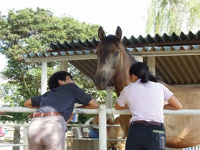 放牧の馬と仲良く