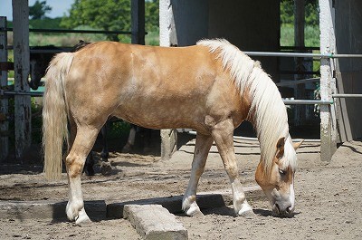 馬を見ればわかる