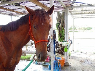 馬とのコミュニケーション方法