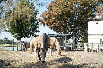 馬達の仲良し風景