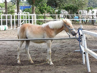 ハフリンガーのいる乗馬クラブです(^^)