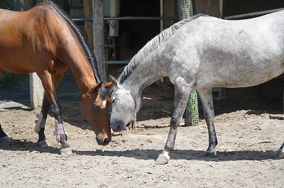 幸せな馬の育て方