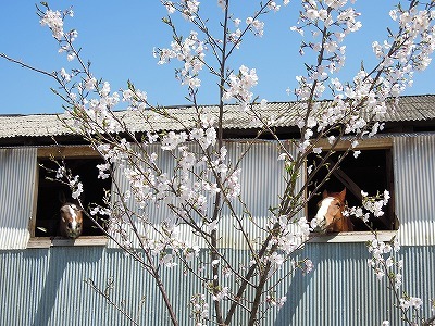 乗馬クラブの桜が見事に咲きました