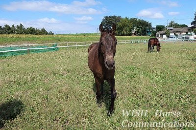 馬の目を見てはいけない？