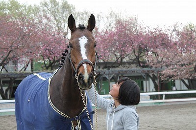 桜の中で、馬と朝デート