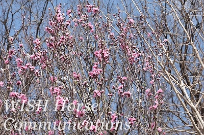 桃の花の蕾