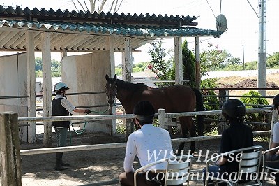 グランドワークで学ぶ乗馬