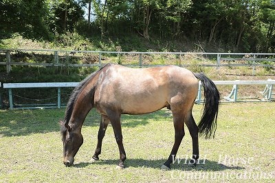 馬の毛艶