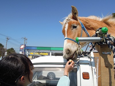 マーカーラオを食べる馬