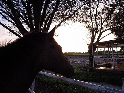 夕焼けを眺める馬