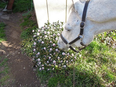 馬と沈丁花