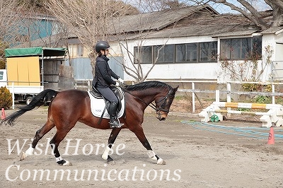 希望の乗馬