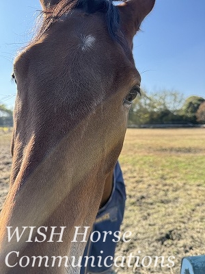 ひとなつこい馬