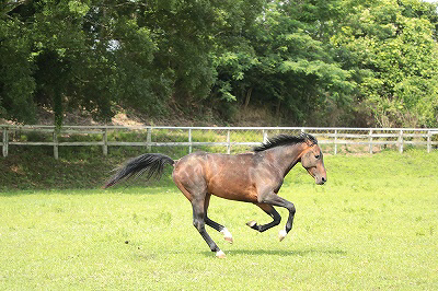 馬を馬らしく飼う