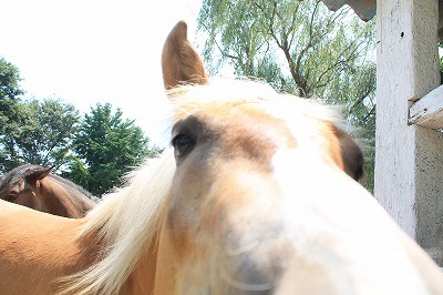 可愛い馬の写真