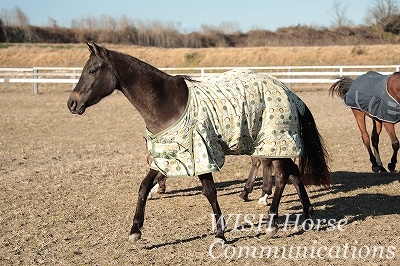 馬が迎えてくれる乗馬