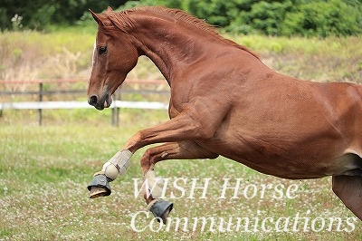 喜ぶ馬