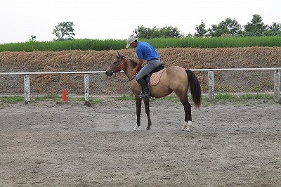 美しい馬