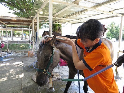 馬の顔も洗いましょう