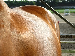 馬の手入れはとっても楽しい