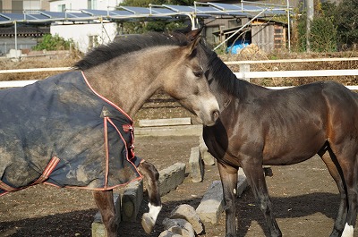 自由な馬のジャンプ