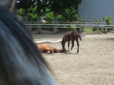 親愛なる馬達
