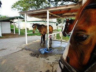 馬の毛色を実感