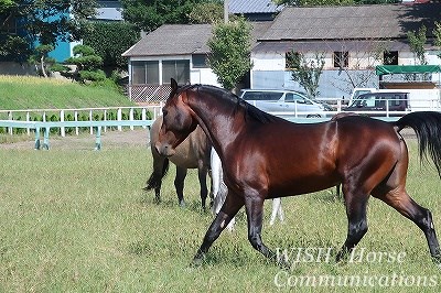 健康でよく調教された馬をパートナーに！